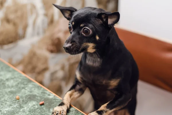 Siyah küçük köpek doğurmak oyuncak korkunç masalarda oturur ve bir tedavi için sorar