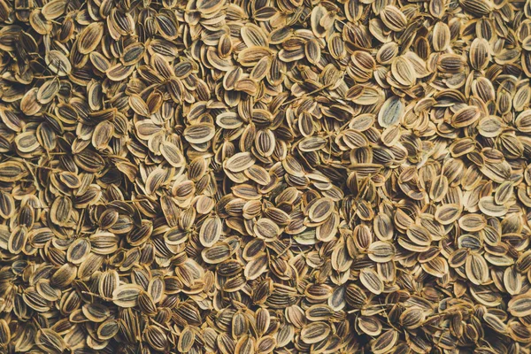 Σπόρους Από Μάραθο Σπόρων Closeup Φόντο Υφή — Φωτογραφία Αρχείου