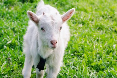 Yeşil yaz alan yakın çekim arasında küçük bir beyaz boynuzlu goatling yürür