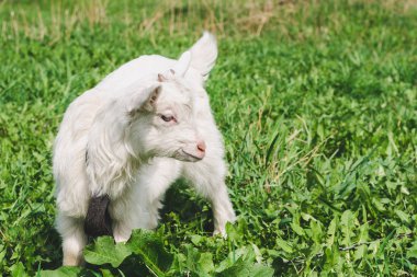 Yeşil yaz çayır yakın çekim arasında küçük bir beyaz boynuzlu goatling yürür