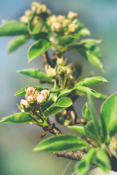 Branch Pear Buds Flowers Spring Sunny Day — Stock Photo, Image