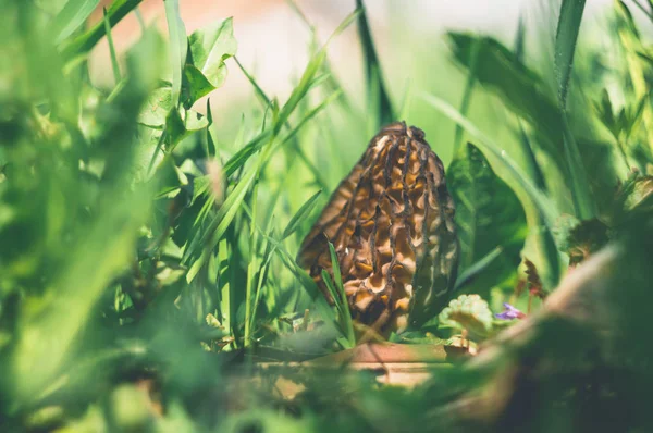 Morel Uma Grama Verde Primavera Dia Ensolarado Fechar — Fotografia de Stock