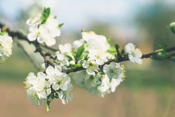Ramo Cereja Com Flores Brancas Jardim Primavera Perto — Fotografia de Stock