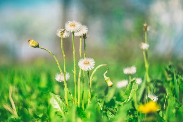 The process of ending the flowering of the coltsfoot plant in sunny spring day. Concept of the awakening of nature and the beginning of a new life.