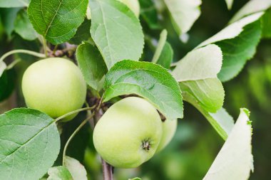 Güneşli bir yaz bir ağaç dalı üzerinde olgunlaşmamış yeşil elma