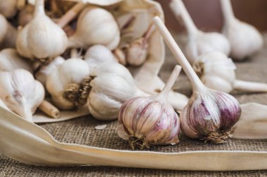 Bir Pamuk çanta içinde sarımsak ampuller keten mindere dağınık. Doğal organik tarım gıda