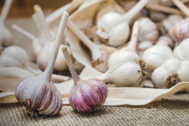 Keten bir mindere dağınık bir Pamuk çanta içinde doğal organik tarım sarımsak ampuller.