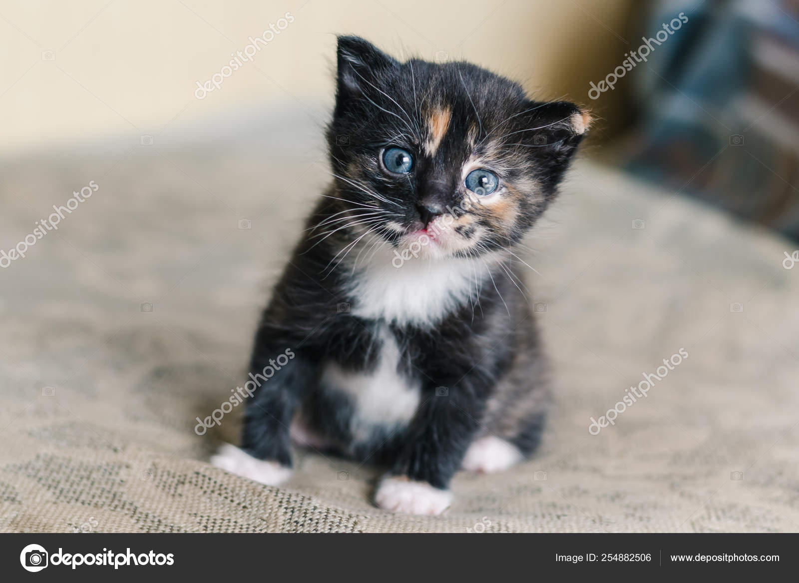 Dark Grey Kitten With Blue Eyes