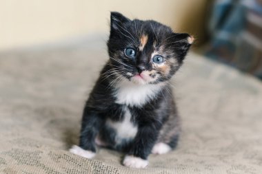 Beyaz ve kırmızı noktalar ve mavi gözlü küçük bir güzel siyah kedi kanepede oturuyor.