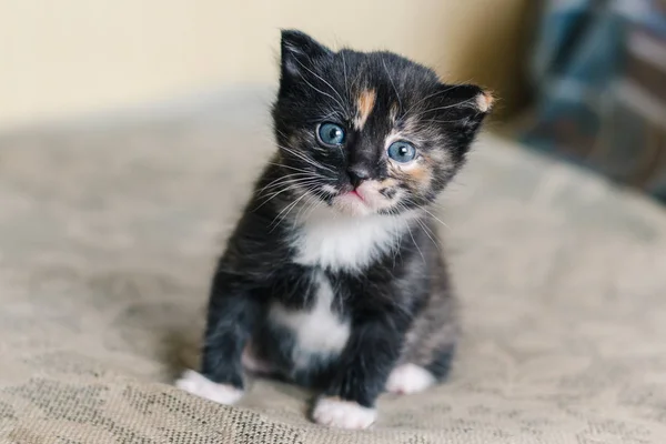 Маленькая Красивая Черная Кошка Белыми Красными Пятнами Голубыми Глазами Сидит — стоковое фото