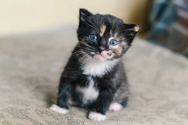 Beyaz ve kırmızı noktalar ve mavi gözlü küçük bir güzel siyah kedi kanepede oturuyor.