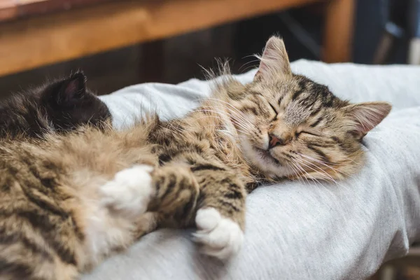 Hafif yün ile güzel bir kabarık, çizgili kedi Hanım'ın diz üzerinde uyuyor.