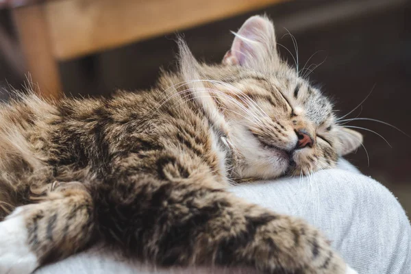 Hafif yün ile güzel bir kabarık, çizgili kedi Hanım'ın diz uyuyor, yakın çekim