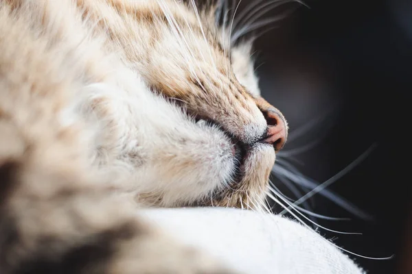 Nez Beau Chat Moelleux Avec Gros Plan Léger Laine — Photo