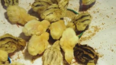 Farklı cins yeni doğan bıldırcınlar özel dengeli besleme sıcak bir brooder yemek.