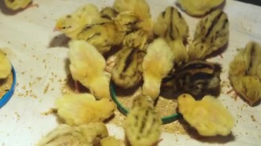 Farklı cins yeni doğan bıldırcınlar özel dengeli besleme sıcak bir brooder yemek.