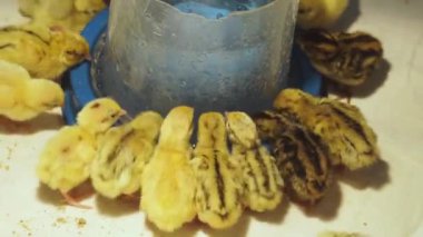 Farklı cins yeni doğan bıldırcın özel ayyaş bir sıcak brooder su