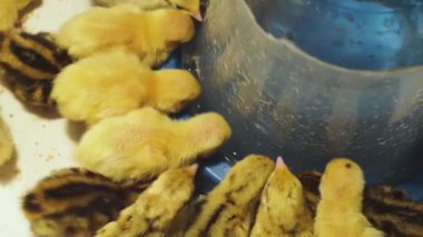 Yeni doğan bıldırcın farklı doğurmak içecek su sıcak bir brooder içinde özel bir içici yakın çekim