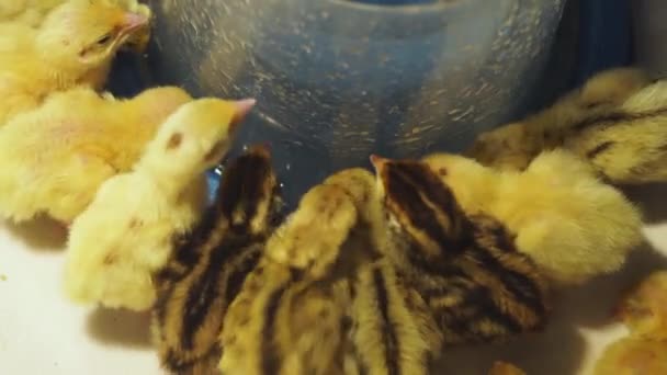 不同品种的新生儿在温暖的胸针附近喝着来自一个特殊饮酒者的水 — 图库视频影像