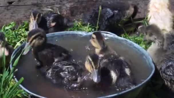 Pequenos Patinhos Domésticos Coloridos Tomam Banho Nadam Pequeno Tanque Dia — Vídeo de Stock