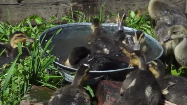 在阳光明媚的夏日里 有色小鸭在一个小水箱里洗澡 — 图库视频影像