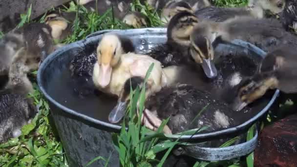 Pequeños Patitos Domésticos Color Bañarse Nadar Tanque Pequeño Día Soleado — Vídeos de Stock