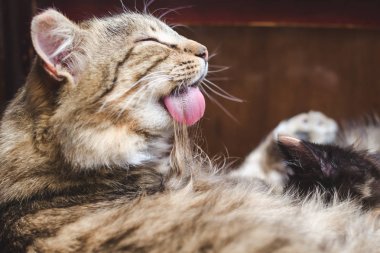 Güzel kabarık tabby kedi dil, seçici odak ile saçlarını yıkar