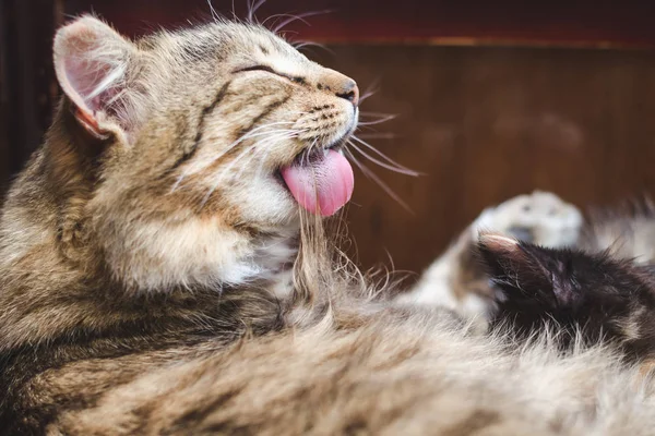 Güzel kabarık tabby kedi dil, seçici odak ile saçlarını yıkar