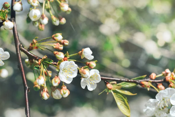 Ramo Florido Uma Árvore Cereja Jardim Primavera Ensolarado Perto — Fotografia de Stock