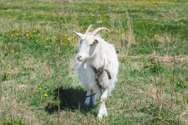 Güneşli bir yaz gününde yeşil çayırda uzun saçlı beyaz boynuzlu keçi.