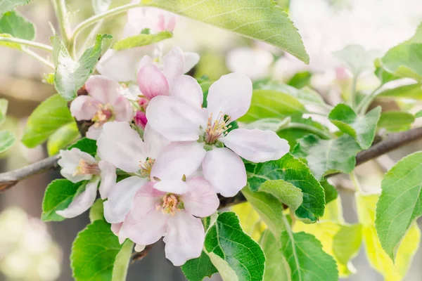 Ramos Uma Árvore Maçã Com Flores Rosa Pomar Florido Dia — Fotografia de Stock