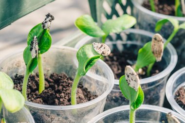 Genç yeşil balkabağı filizleri, açık alana inmeye hazır, seçici bir odak noktası.