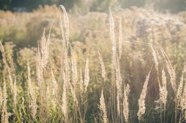 Batan güneşin ışınlarında yeşil bir çayırda örümcek ağında kuru otlar. Yaz sonu. Sonbaharın başında. Yumuşak odak