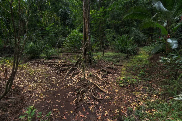 Bir ağaç ve kökleri Kosta Rika ormanda bir çatallanma hizmet