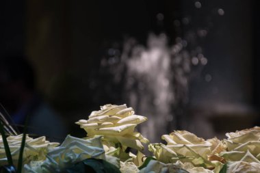 Sarı gül grubu. Üst arka plan bulanık bir Çeşmede ile odaklanmak