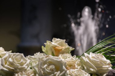 Çok güzel Sarı gül grubu