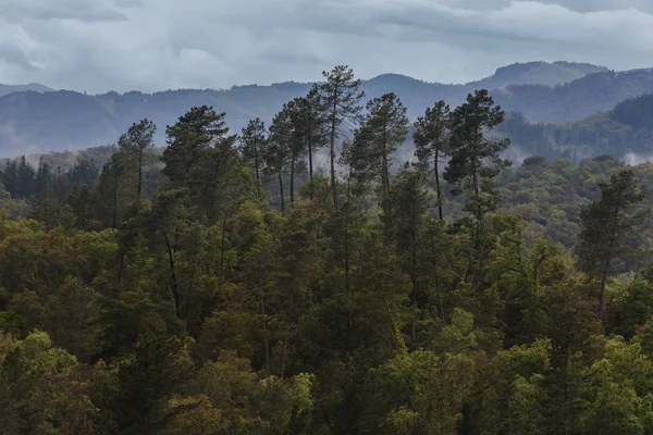 Ağaçlar bir grup ortaya bazı dağların arkasında bir bulutlu gökyüzü altında ile yoğun bir orman üzerinden