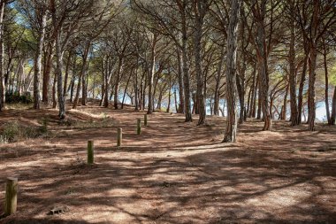 Yaz sezonu Playa de Aro, İspanya yaklaşık onun gölgeler projelendirme bir çam ormanı ile bir yolu