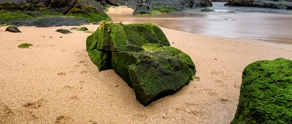 Bask Ülkesi İspanya'kıyısından kum üzerinde yeşil küf dolu bir taş