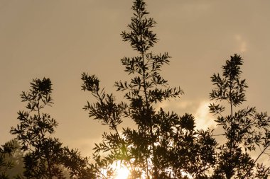 Sıcak bir gün batımı bazı dalları ve parlak güneşin altında arka planda Catalonia, İspanya karşı ön planda yapraklar