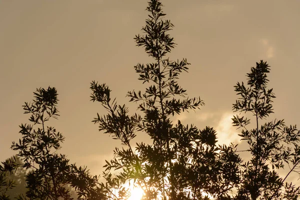 Sıcak bir gün batımı bazı dalları ve parlak güneşin altında arka planda Catalonia, İspanya karşı ön planda yapraklar