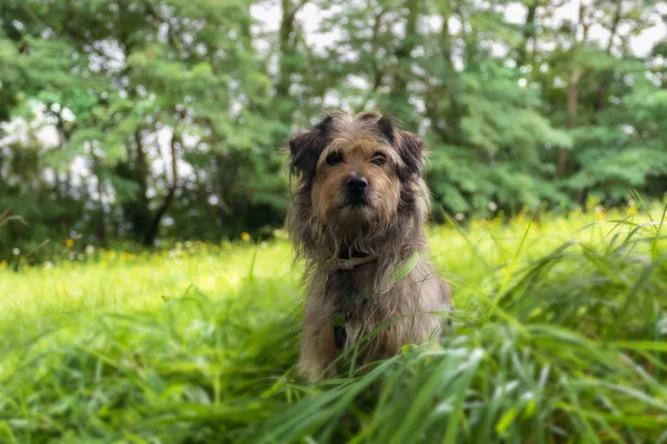 Çim çevrili ve kamerayı düz seyir sessiz güzel bir tazı bakıyor