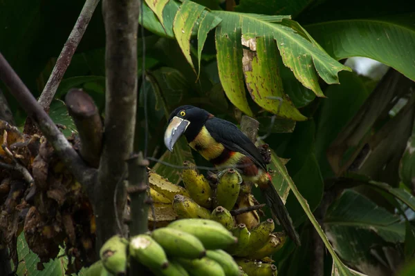 一个多彩多姿的巨嘴鸟在哥斯达黎加的大叶子下吃香蕉之前 — 图库照片