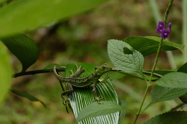 Bir yaprak bir bahçe itibariyle Kosta Rika üzerinden izlerken bir kısmı gizlenmiş küçük kertenkele kalır uyarısı