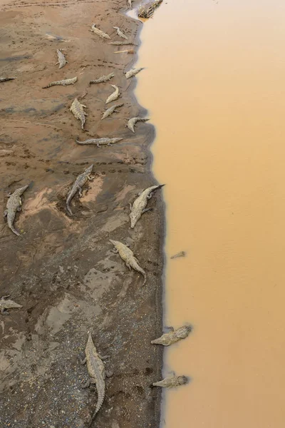 Tarcoles Nehri, Kosta Rika timsahlar resmi kum kısmında bir sürü gösterilen etkileyici havadan görünümü