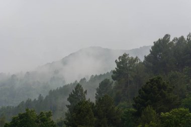 Yoğun bir orman ve Katalonya, İspanya gri bir gökyüzü altında sis kaplı bir dağ kış sahne