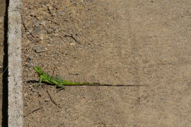 Gün ışığı atış yalnız yeşil kertenkele Kosta Rika bir arka bahçe'nın küçük duvarın üzerinden tırmanmaya hazırlanıyor