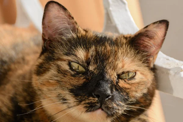 Kameraya ilginç bir yüz ile düz seyir hoş bir turuncu ve siyah kedi