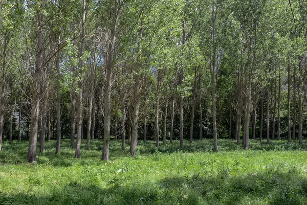 Rives de freser, Spainat Esterri d'Aneu, İspanya parlayan bir canlı yeşil çim üzerinde küçük bir ormanı oluşturan ağaçlar bir grup mükemmel uyumlu