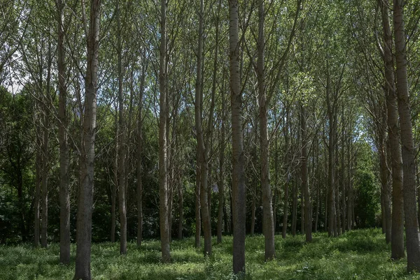 Mükemmel hizalanmış ağaçlar ve biraz ot bir grup orta kesiminde Esterri d'Aneu, İspanya yakalamak vurdu